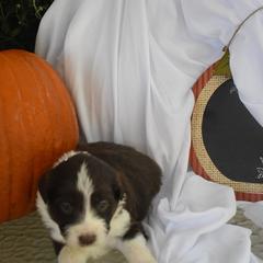 Aussiedoodle and Goldendoodle Puppies from Plumcreek Acres