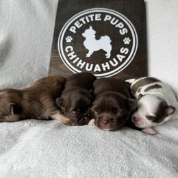 Chihuahua Puppies from Petite Pups