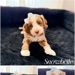 Snowbelle - Red female Australian Labradoodle puppy in Summerfield, North Carolina from Four Oaks Labradoodles
