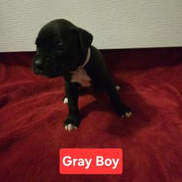 Boxer Puppies from Ashley Rhodes