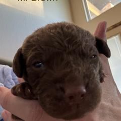 Boy 3 - Brown Chesapeake Bay Retriever puppy in Whitewater, Colorado from Willow Bend Chesapeakes