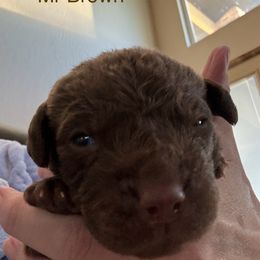 Boy 3 - Brown Chesapeake Bay Retriever puppy in Whitewater, Colorado from Willow Bend Chesapeakes