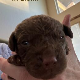Boy 3 - Brown Chesapeake Bay Retriever puppy in Whitewater, Colorado from Willow Bend Chesapeakes