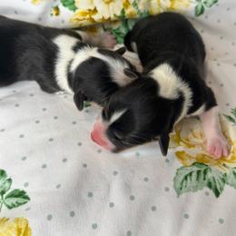 Girl 3 - Black and tan female Pembroke Welsh Corgi puppy in Missouri from Cooler Farms Corgis
