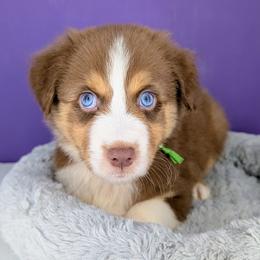 Jasmine3Boy4- RTM,NBT, blue eyes likely, CHIC-OFA-DNA-AKC Titled Parents - Red tri-color male Australian Shepherd puppy in South Hill, Virginia from Silverside Aussies LLC