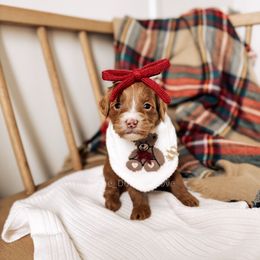 Classy - RL Christmas - Red  female Goldendoodle puppy in Syracuse, Indiana from The Doodle Cove