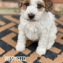 Poppyseed - Sable female Aussiedoodle puppy in Henry, Illinois from Rowe Farms Doodles