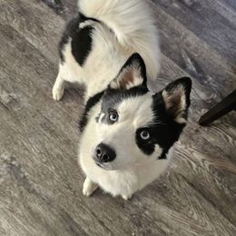 Bisket - Pomsky