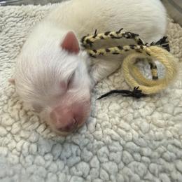 Pauline - White female American Eskimo Dog puppy in West Jordan, Utah from Ketura’s Angels Kennels