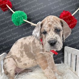 Sky - Merle female Great Dane puppy in Granbury, Texas from Anderson Blau’s Great Danes & French Bulldogs