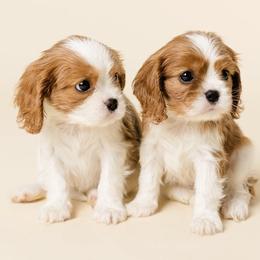 Cavalier King Charles Spaniel puppies from Catella Cavaliers and Cavapoos