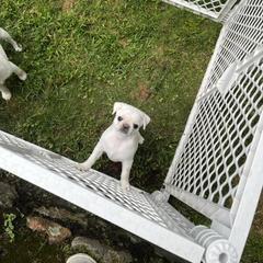 Lulu - Cream female Pug puppy in Black Mtn, North Carolina from Southern Pugs