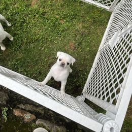 Lulu - Cream female Pug puppy in Black Mtn, North Carolina from Southern Pugs