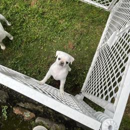 Lulu - Cream female Pug puppy in Black Mtn, North Carolina from Southern Pugs