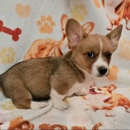 Jasper - Sable and white male Cardigan Welsh Corgi puppy in Myton, Utah from Cardigan Corgi Cuties 💓