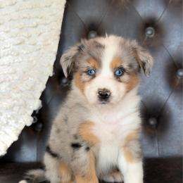 Emma- Has Tail and Videos - Blue merle female Australian Shepherd puppy in Troy, South Carolina from Lana Corley- Australian Shepherds of 3/W Farms
