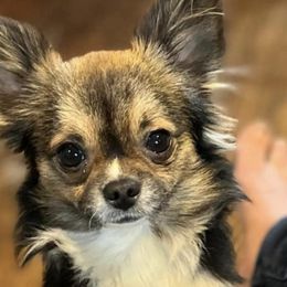 Chihuahuas from Lils Chihuahua WV