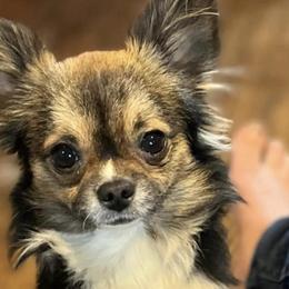 Chihuahuas from Lils Chihuahua WV