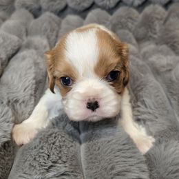 Eloise - Blenheim female Cavalier King Charles Spaniel puppy in Wildomar, California from Enchanted Rose Cavaliers