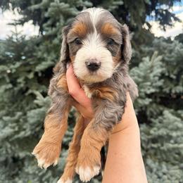 Shania - Merle female Bernedoodle puppy in Idaho Falls, Idaho from Idahome Doodle