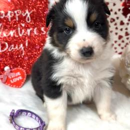 Tessa - Black tri-color female Australian Shepherd puppy in Vail, Iowa from Homegrown Huskies