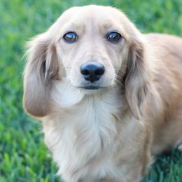 Dachshunds from Rosehill Dachshunds