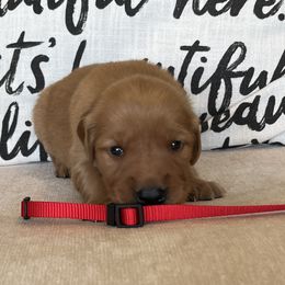 Red - Dark golden male Golden Retriever puppy in Lake City, Minnesota from Windcliff Goldens