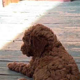 Shepherd - Red  male Goldendoodle puppy in Lillington, North Carolina from Peace, Love, and Puppies at the Creek