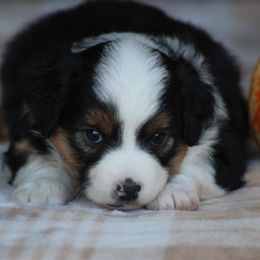 Sedum - Black tri female Miniature Australian Shepherd puppy in Circleville, Utah from Canyon Creek Aussies