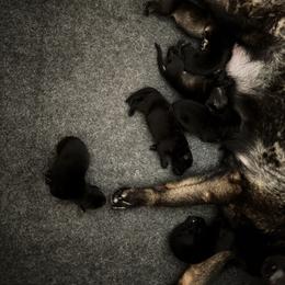 Honor - Sable female German Shepherd puppy in Coarsegold, California from Yosemite Shepherds