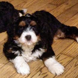 Bernedoodle and Double Doodle Puppies from Cloud Nine Doodles