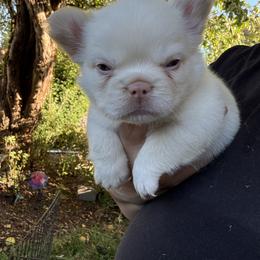 French Bulldog puppies from Sarra's French Bulldogs