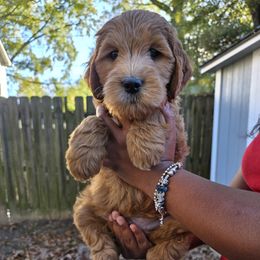 Lennox - Red  male Goldendoodle puppy in Richmond, Virginia from Highland Grove Doodles, LLC