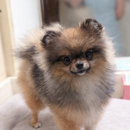 Layla - Orange sable female Pomeranian puppy in Coleman, Oklahoma from Pretty Poms