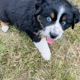 Miniature Australian Shepherd Puppies from Rebel Creek Mini Aussies