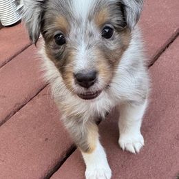 Shetland Sheepdog Puppies from Kristie Wiehe