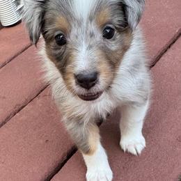Shetland Sheepdog Puppies from Kristie Wiehe