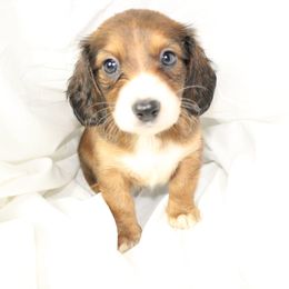 Dachshund Puppies from Mulberry Dachshunds