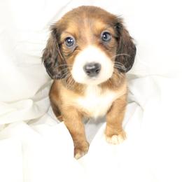 Dachshund Puppies from Mulberry Dachshunds