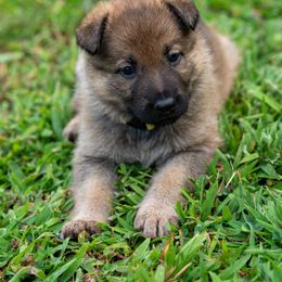L: Female 1 - Sable female German Shepherd puppy in Alum Creek, West Virginia from Stay Wild K9