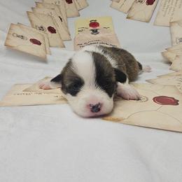 Cho Chang- full length tail - Sable female Pembroke Welsh Corgi puppy in Deming, New Mexico from Dragon Ridge Corgis