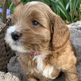 Doubloon - Red female Australian Labradoodle puppy in Spring City, Tennessee from Beck ‘N Ridge Australian Labradoodles