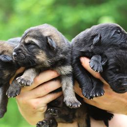 Black boy 2 - Black male German Shepherd puppy in Lucasville, Ohio from Trusting Hearts Kennel