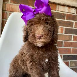 Muffin - Chocolate female Goldendoodle puppy in Pulaski, Tennessee from Doodle My Heart