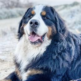Mo - Bernese Mountain Dog