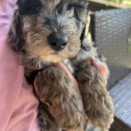 Aussiedoodle Puppies from Sister Doodles