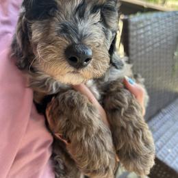 Aussiedoodle Puppies from Sister Doodles