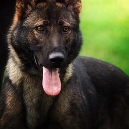 Amy - German Shepherd