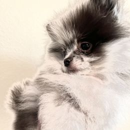 Ash - Pomeranian