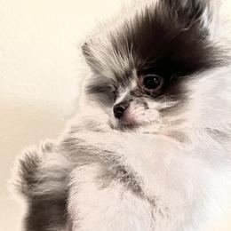 Ash - Pomeranian